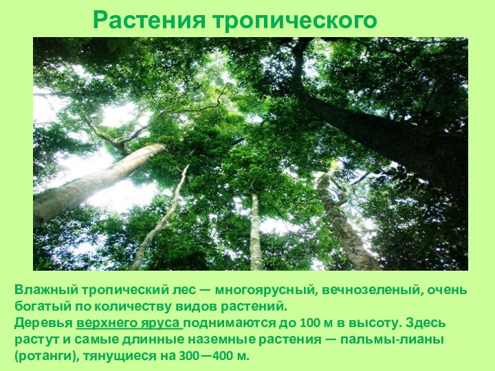 Растения тропического леса. Влажный тропический лес — многоярусный, вечнозеленый, очень богатый по количеству видов растений.