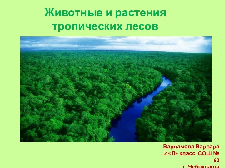 Животные и растения тропических лесовВарламова Варвара2 «Л» класс СОШ № 62г. Чебоксары
