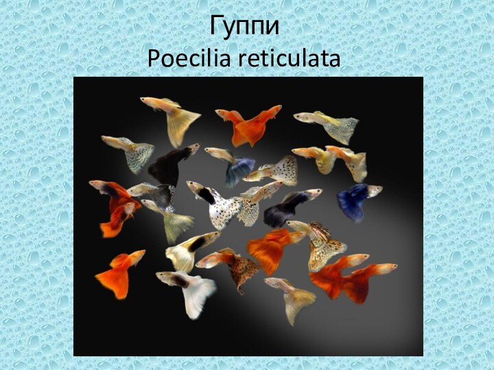Гуппи  Poecilia reticulata