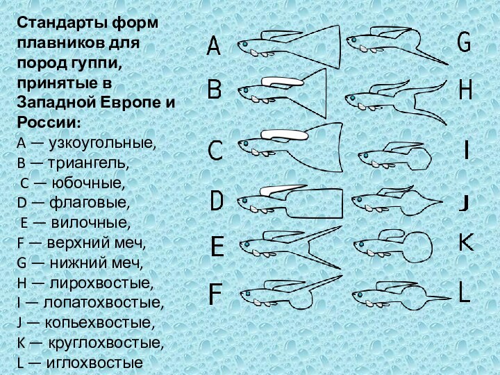 Стандарты форм плавников для пород гуппи, принятые в Западной Европе и России: A — узкоугольные,