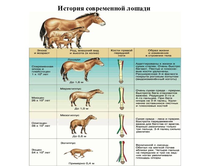 История современной лошади