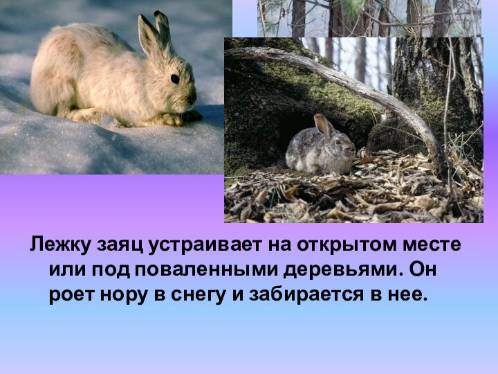 Лежку заяц устраивает на открытом месте или под поваленными деревьями. Он роет нору в