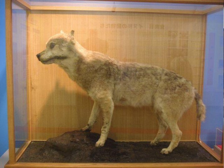 Японский волкЯпонский волк или шаману — название двух подвидов вида волка обыкновенного, обитавших на островах Японии. В принятой классификации этот