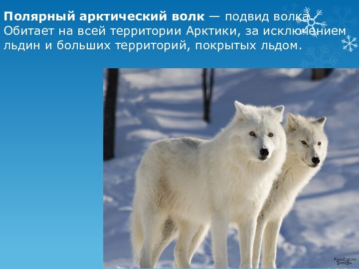 Полярный арктический волк — подвид волка. Обитает на всей территории Арктики, за исключением льдин и больших территорий, покрытых