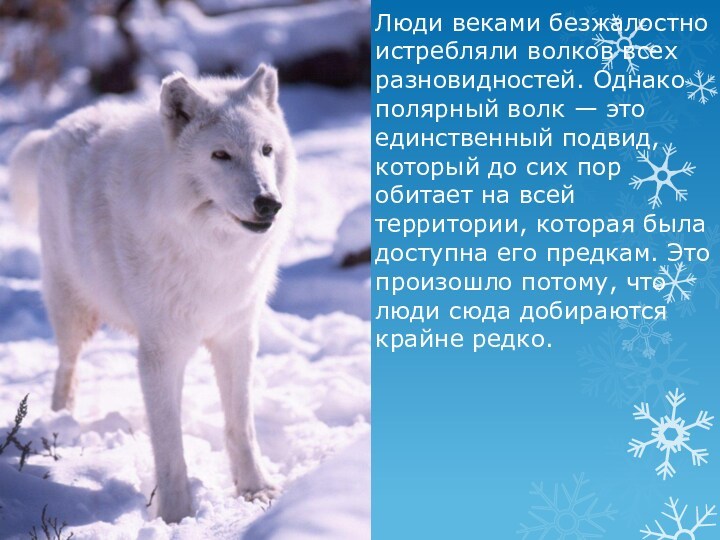 Люди веками безжалостно истребляли волков всех разновидностей. Однако полярный волк — это единственный подвид, который до сих пор