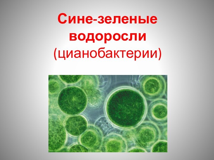 Сине-зеленые водоросли  (цианобактерии)