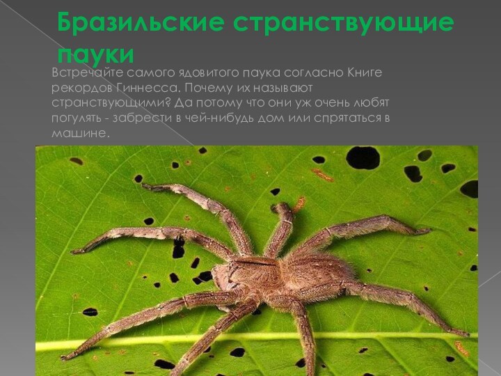 Бразильские странствующие пауки Встречайте самого ядовитого паука согласно Книге рекордов Гиннесса. Почему их называют странствующими?