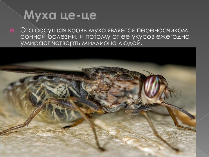 Муха це-це  Эта сосущая кровь муха является переносчиком сонной болезни, и потому от ее