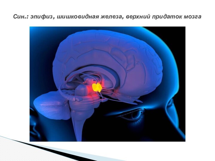 Син.: эпифиз, шишковидная железа, верхний придаток мозга