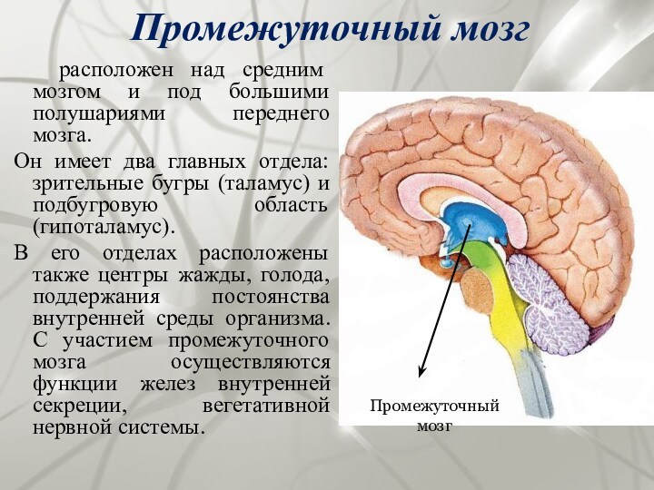Промежуточный мозг расположен над средним мозгом и под большими полушариями переднего мозга. Он имеет два