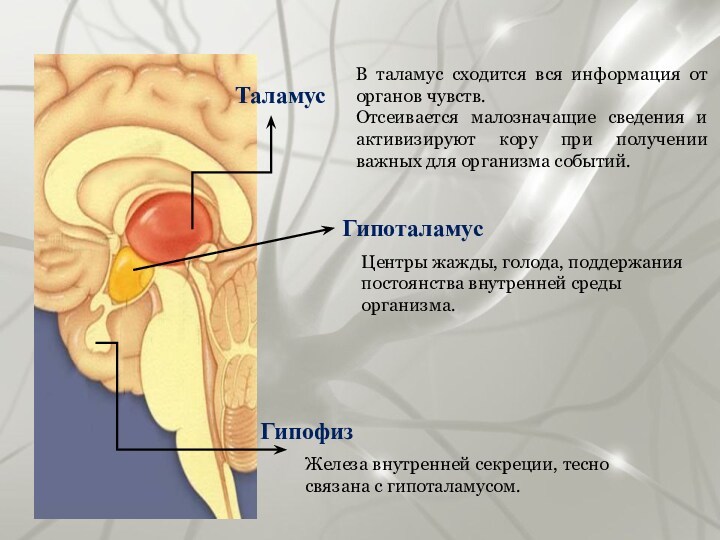 ТаламусВ таламус сходится вся информация от органов чувств. Отсеивается малозначащие сведения и активизируют кору при