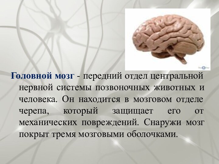 Головной мозг - передний отдел центральной нервной системы позвоночных животных и человека. Он находится в