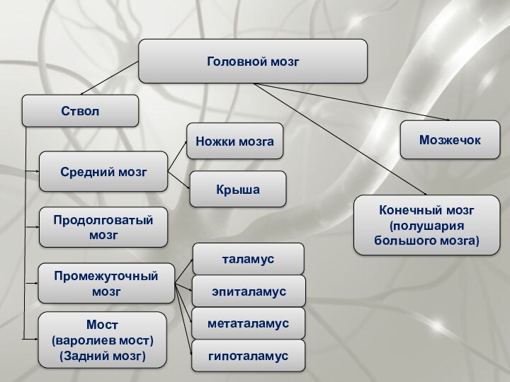 Головной мозгСтволПродолговатый мозгСредний мозгПромежуточный мозг Мост (варолиев мост) (Задний мозг)Ножки мозгаКрышаталамусэпиталамусметаталамусгипоталамусМозжечокКонечный мозг (полушария большого мозга)