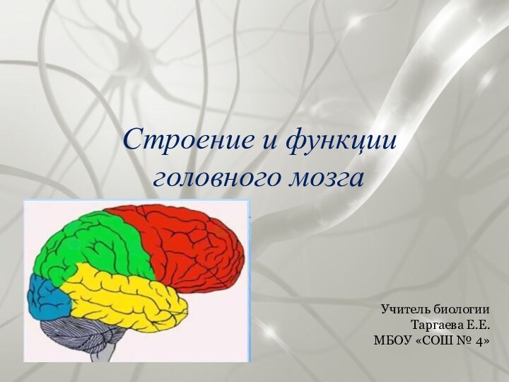 Строение и функции  головного мозгаУчитель биологии Таргаева Е.Е.МБОУ «СОШ № 4»