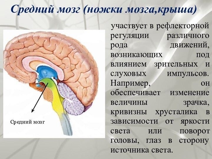 Средний мозг (ножки мозга,крыша) участвует в рефлекторной регуляции различного рода движений, возникающих под влиянием зрительных
