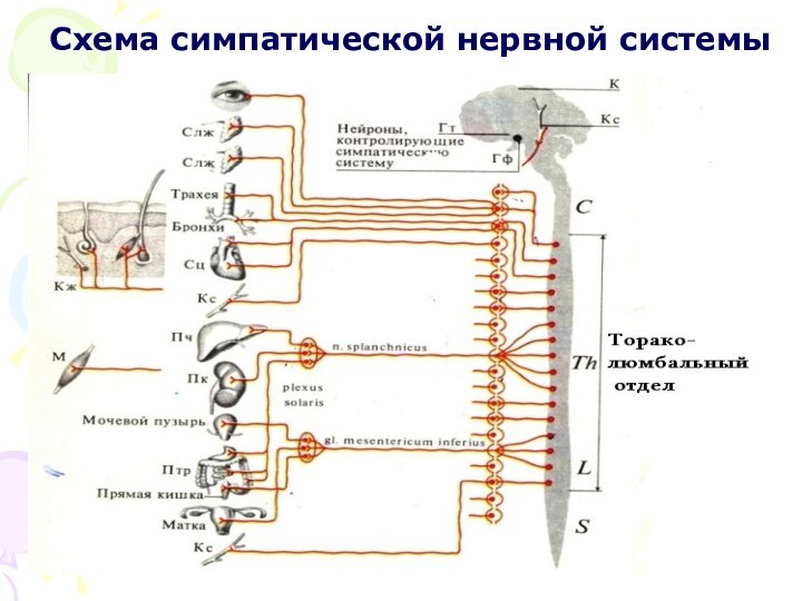 Схема симпатической нервной системы