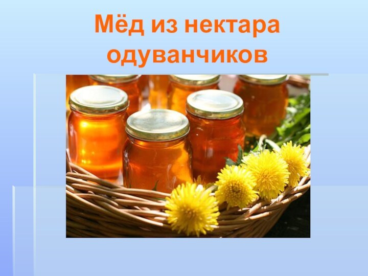 Мёд из нектара одуванчиков