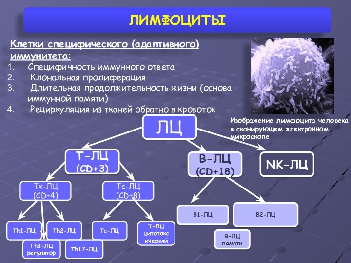 ЛИМФОЦИТЫКлетки специфического (адаптивного) иммунитета: Специфичность иммунного ответа Клональная пролиферация Длительная продолжительность жизни (основа иммунной памяти)