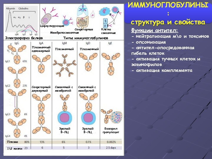 ИММУНОГЛОБУЛИНЫ: структура и свойства Электрофорез белков Типы иммуноглобулинов Циркулирующие Мембраносвязанные Секреторные Клетка связанные Плазменный одномерный