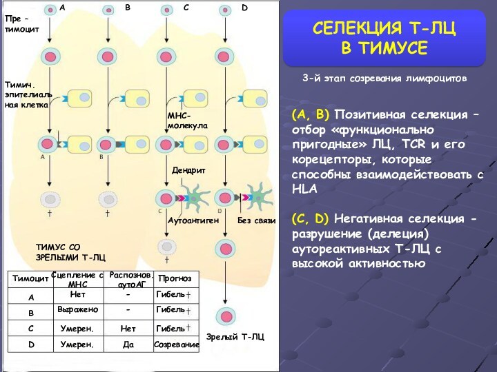 СЕЛЕКЦИЯ Т-ЛЦ  В ТИМУСЕ Пре – тимоцит Тимич. эпителиальная клетка MHC-молекула Дендрит Аутоантиген