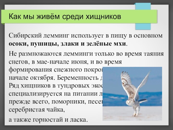 Как мы живём среди хищниковСибирский лемминг использует в пищу в основном осоки, пушицы, злаки и