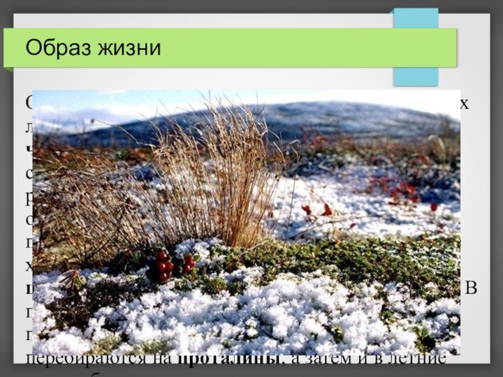 Образ жизни Одна из характерных черт образа жизни сибирских леммингов — обитание под снегом большую