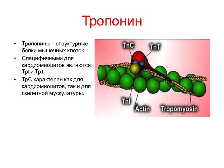 Тропонин Тропонины – структурные белки мышечных клеток. Специфичными для кардиомиоцитов являются ТрI и ТрT. ТрС