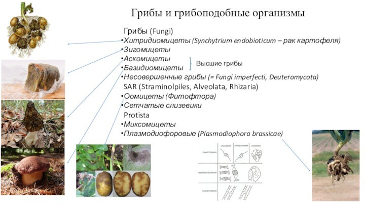 Грибы и грибоподобные организмыГрибы (Fungi)Хитридиомицеты (Syn­chytrium endobioticum – рак картофеля)Зигомицеты Аскомицеты БазидиомицетыНесовершенные грибы (= Fungi