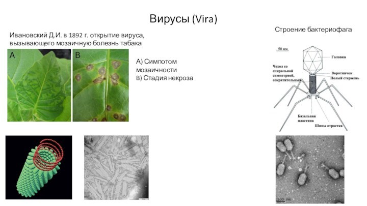 Вирусы (Vira)  Ивановский Д.И. в 1892 г. открытие вируса, вызывающего мозаичную болезнь табака Строение