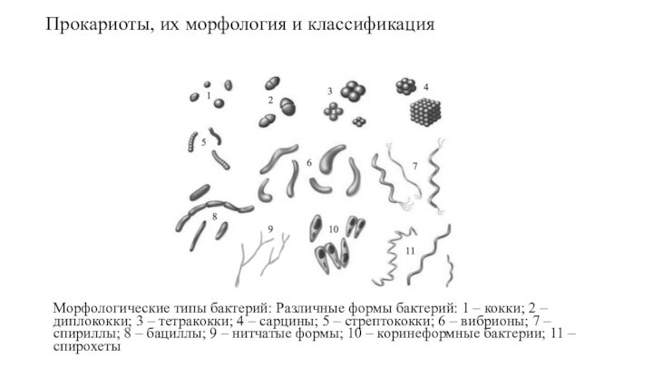 Прокариоты, их морфология и классификацияМорфологические типы бактерий: Различные формы бактерий: 1 – кокки; 2 –