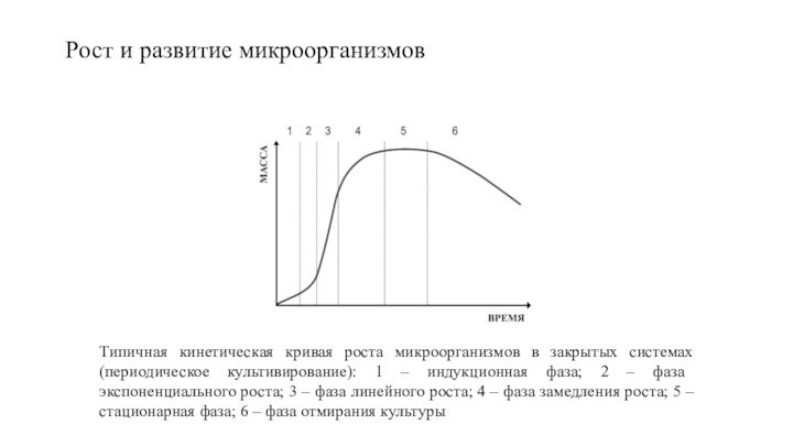 Типичная кинетическая кривая роста микроорганизмов в закрытых системах (периодическое культивирование): 1 – индукционная фаза; 2