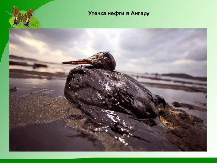 Утечка нефти в Ангару