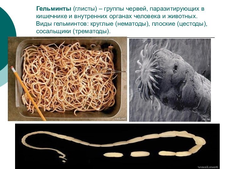 Гельминты (глисты) – группы червей, паразитирующих в кишечнике и внутренних органах человека и животных. Виды