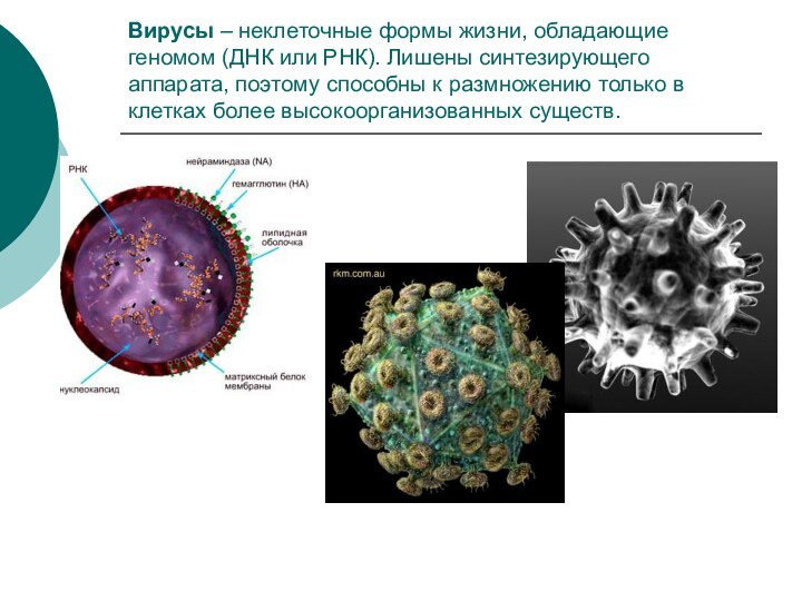 Вирусы – неклеточные формы жизни, обладающие геномом (ДНК или РНК). Лишены синтезирующего аппарата, поэтому способны