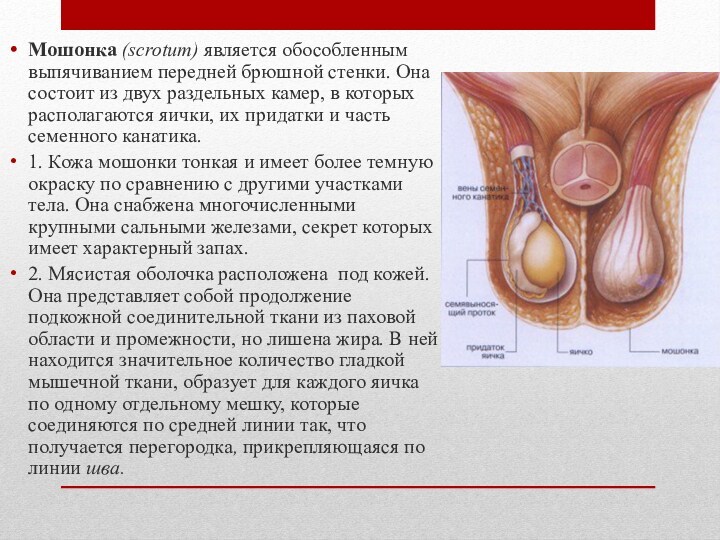 Мошонка (scrotum) является обособленным выпячиванием передней брюшной стенки. Она состоит из двух раздельных камер, в которых располагаются