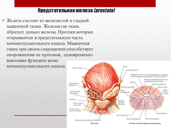 Предстательная железа (prostata)Железа состоит из железистой и гладкой мышечной ткани. Железистая ткань образует дольки железы. Протоки