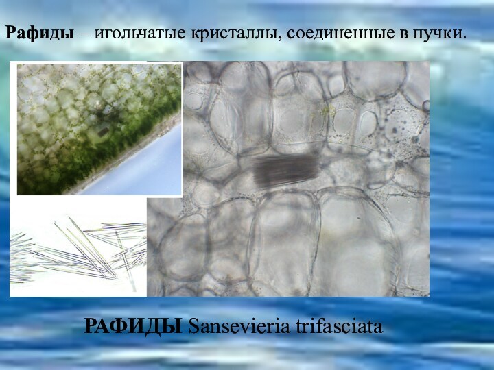 Рафиды – игольчатые кристаллы, соединенные в пучки.  РАФИДЫ Sansevieria trifasciata