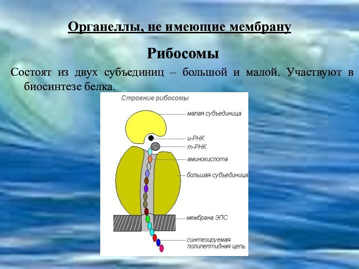 Органеллы, не имеющие мембрану Рибосомы Состоят из двух субъединиц – большой и малой. Участвуют в
