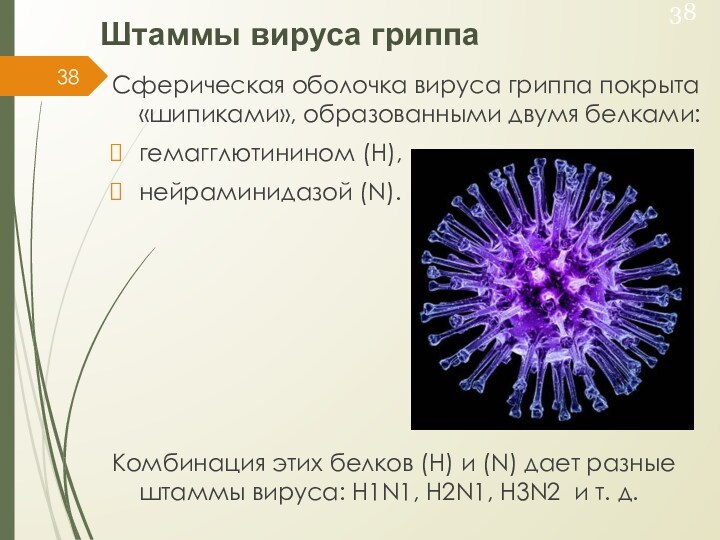Штаммы вируса гриппа Сферическая оболочка вируса гриппа покрыта «шипиками», образованными двумя белками: гемагглютинином (H), нейраминидазой