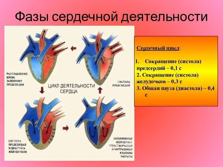 Фазы сердечной деятельности Сердечный цикл:  Сокращение (систола) предсердий – 0,1 с 2. Сокращение (систола)