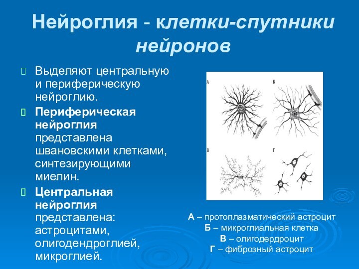 Нейроглия - клетки-спутники нейроновВыделяют центральную и периферическую нейроглию. Периферическая нейроглия представлена швановскими клетками, синтезирующими миелин.
