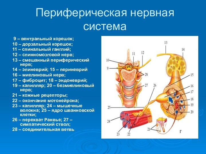 Периферическая нервная система   9 – вентральный корешок;  10 – дорзальный корешок;