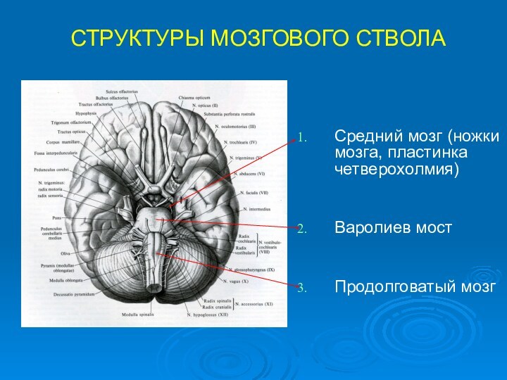 СТРУКТУРЫ МОЗГОВОГО СТВОЛА Средний мозг (ножки мозга, пластинка четверохолмия)   Варолиев мост