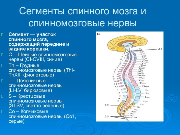 Сегменты спинного мозга и спинномозговые нервы Сегмент — участок спинного мозга, содержащий передние и задние