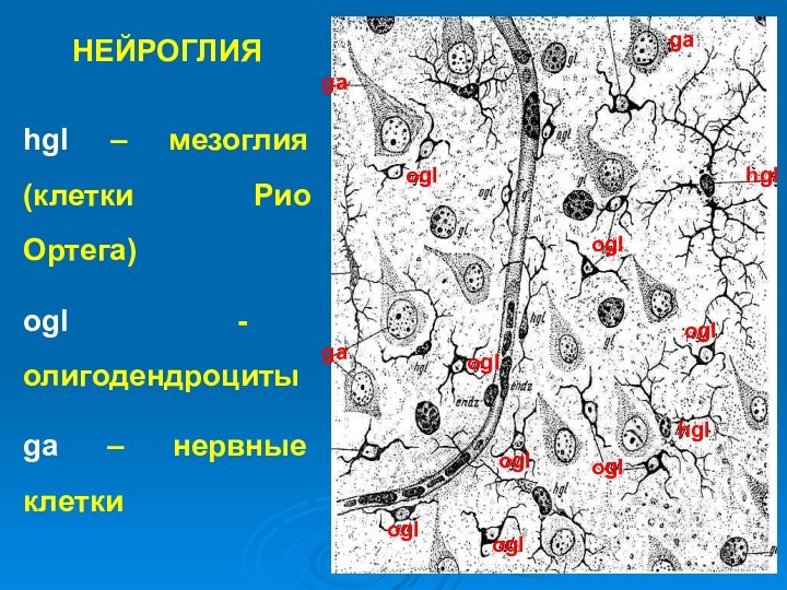 НЕЙРОГЛИЯ hgl – мезоглия (клетки Рио Ортега) ogl - олигодендроциты ga – нервные клетки ga