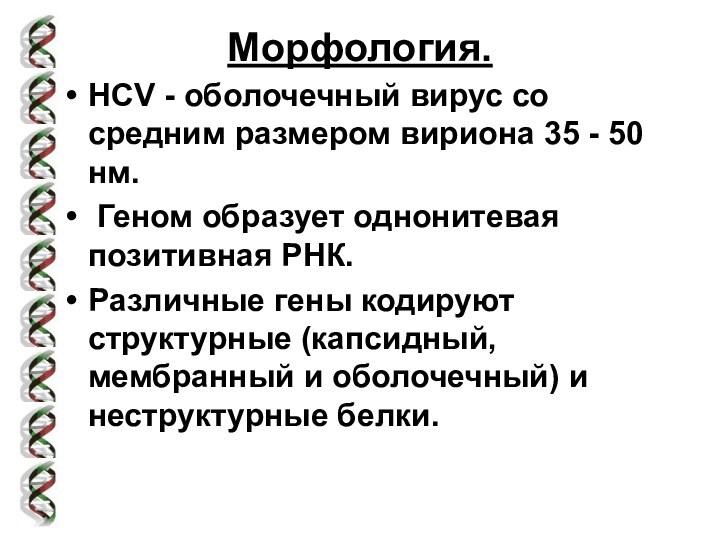 Морфология.HCV - оболочечный вирус со средним размером вириона 35 - 50 нм. Геном образует