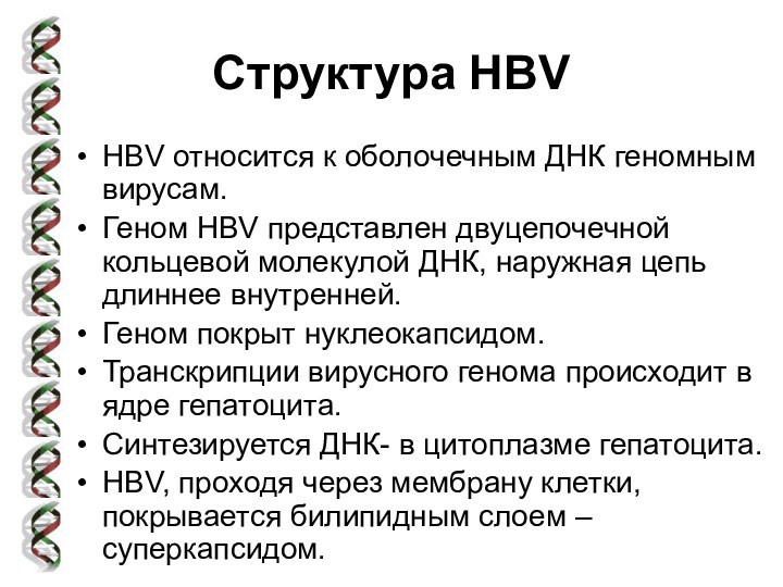 Структура HBVHBV относится к оболочечным ДНК геномным вирусам.Геном HBV представлен двуцепочечной кольцевой молекулой ДНК, наружная