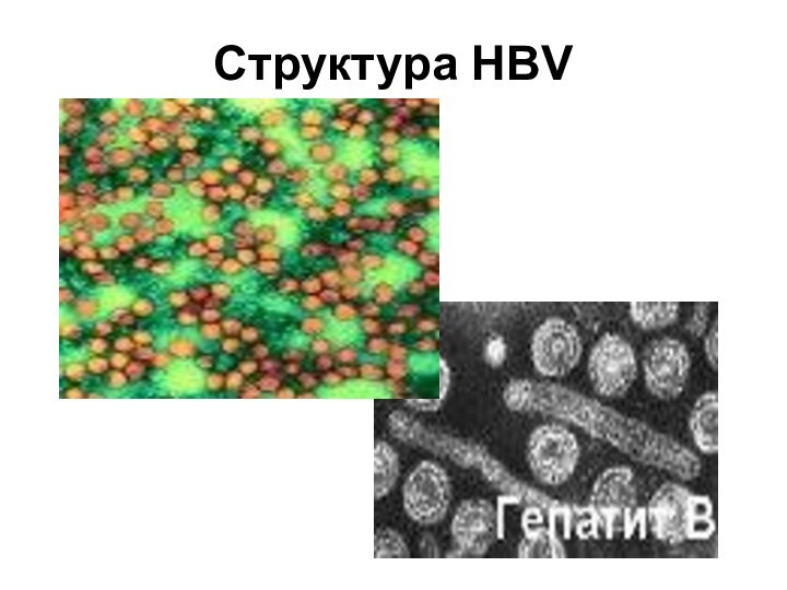 Структура HBV