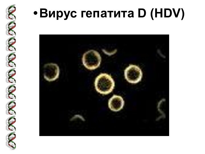 Вирус гепатита D (HDV)