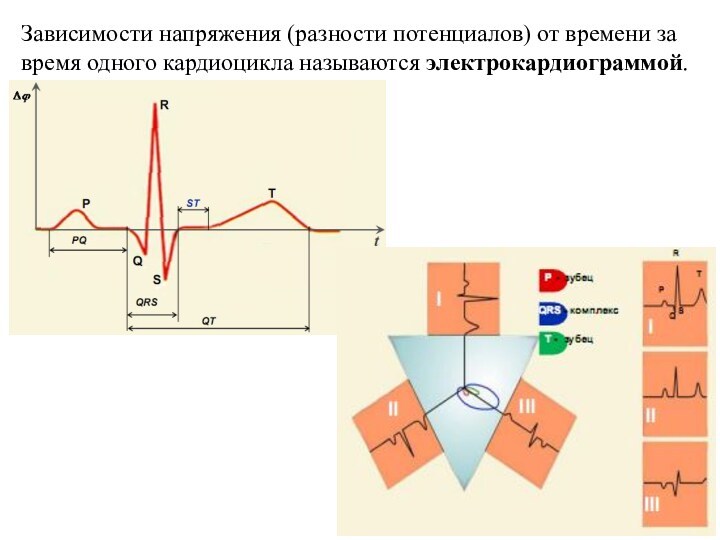 Зависимости напряжения (разности потенциалов) от времени за время одного кардиоцикла называются электрокардиограммой.